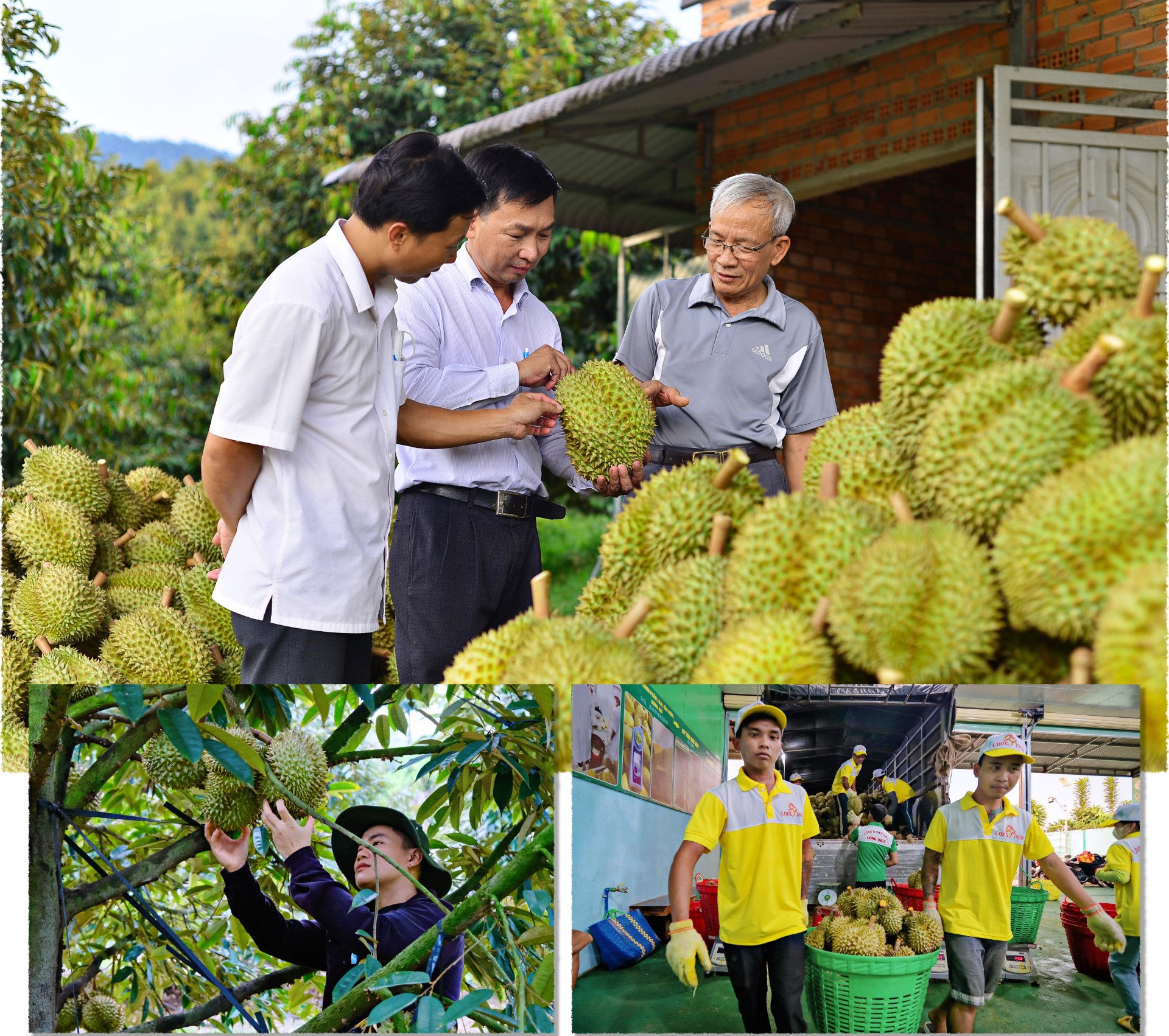 Khuyến cáo nông dân, doanh nghiệp không tự phát mở rộng diện tích, quản lý tốt mã số vùng và thu hoạch đúng độ chín của sầu riêng. Ảnh: Chính Thành