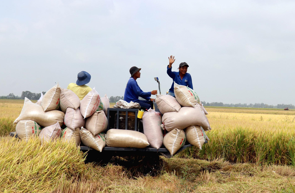 Giá lúa gạo hôm nay 16/9/2023, giá gạo tăng trở lại, giá lúa đi ngang. Ảnh minh họa