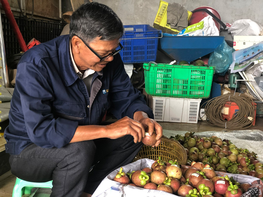 Dán tem truy xuất nguồn gốc cho trái măng cụt Bảo Lộc