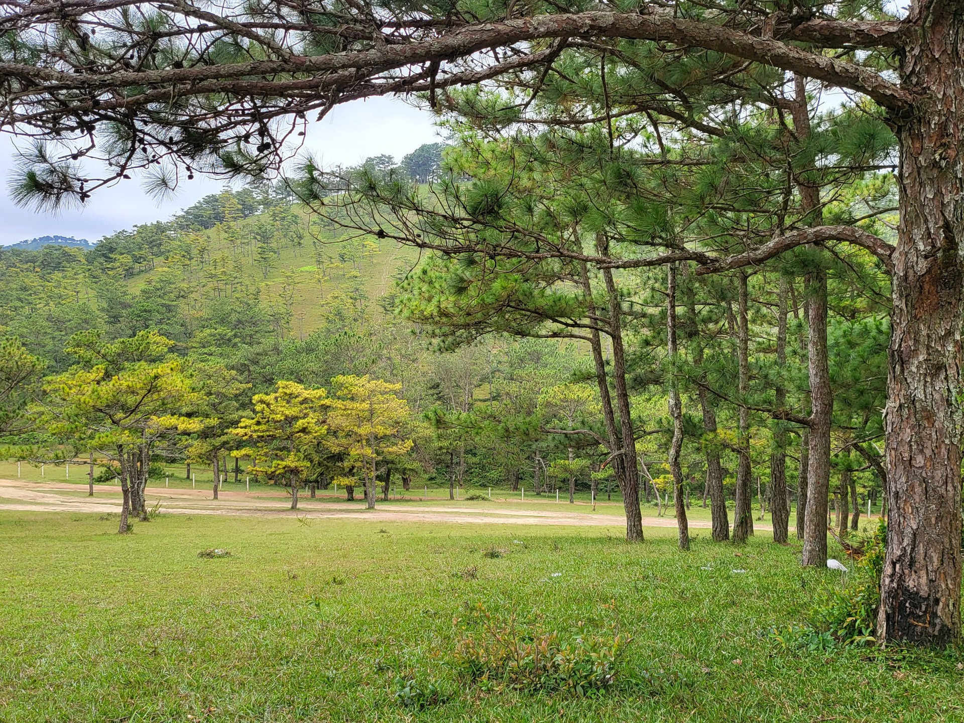 Lâm Đồng không chấp thuận chủ trương đầu tư các dự án liên quan đến rừng - Ảnh 1.