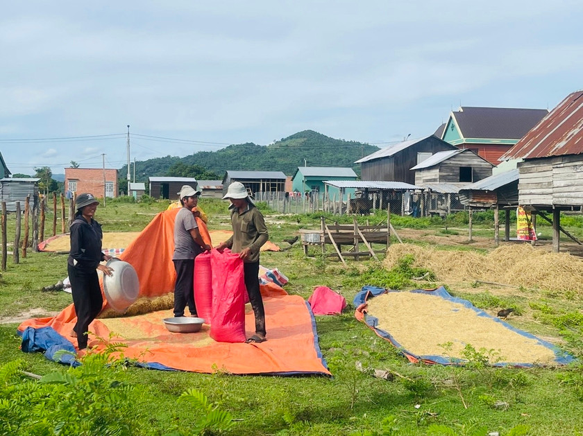 Người dân khu tái định cư buôn Du (xã Chư Rcăm, huyện Krông Pa) tích cực tăng gia sản xuất, cải thiện cuộc sống. Ảnh: Vũ Chi ảnh 1