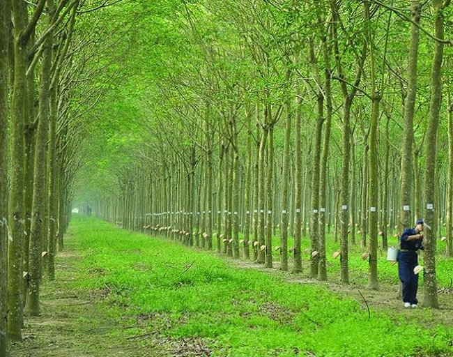 Giá cao su hôm nay 309 Tăng nhẹ