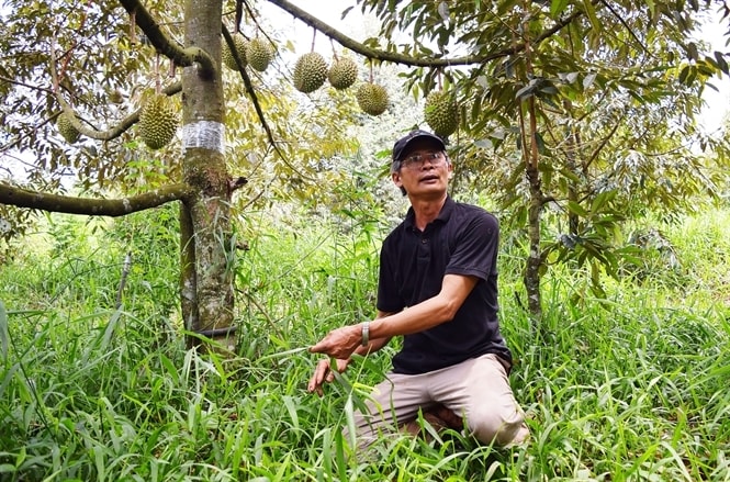 Ghép sầu riêng chống đổ