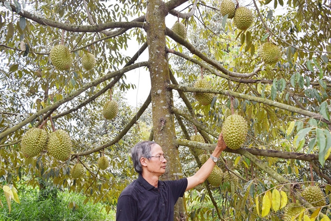 Ghép sầu riêng chống đổ