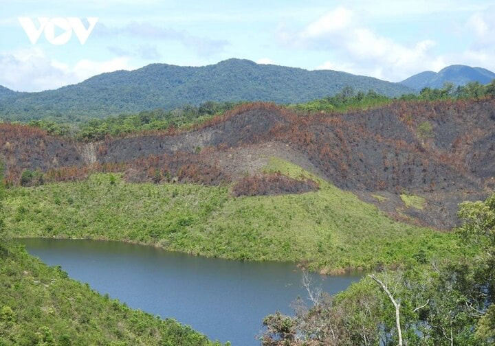 Rừng trồng ở huyện Kon Plông bị cháy (Ảnh chụp tháng 4/2020).