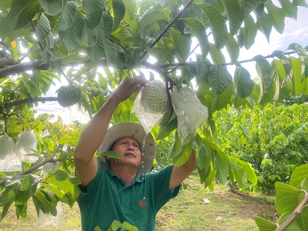 Thứ cây ra loại trái to bự ở Đắk Lắk, anh nông dân hái đến đâu thương lái 