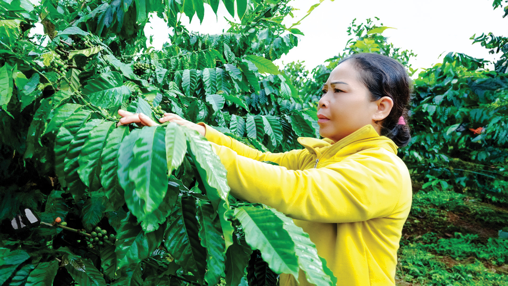 Trồng cà phê xen với các loại cây ăn trái giúp gia đình chị Ka Thúy có đầu ravà nguồn thu ổn định