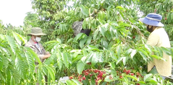 Nông dân Đắk Lắk tìm đủ cách bảo vệ vườn cà phê trong mùa thu hoạch