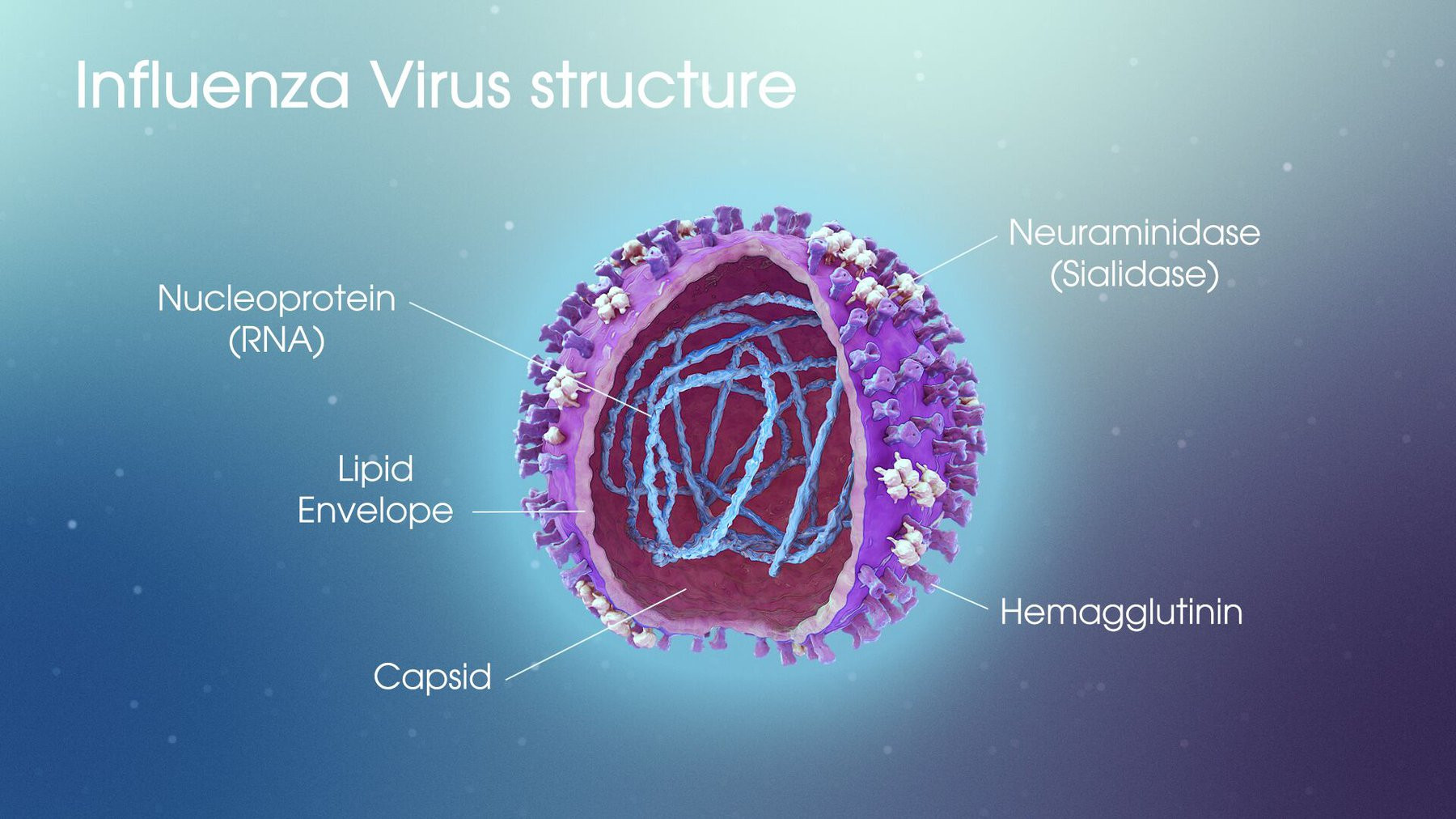 Đặc điểm cấu tạo của virus cúm | Vinmec