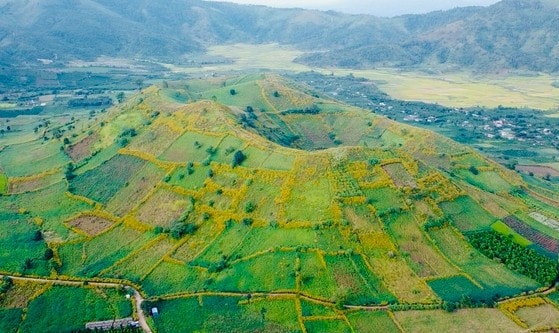 Gia Lai: Tuần lễ hoa dã quỳ Chư Đang Ya-Cơ hội quảng bá và tiêu thụ sản phẩm địa phương