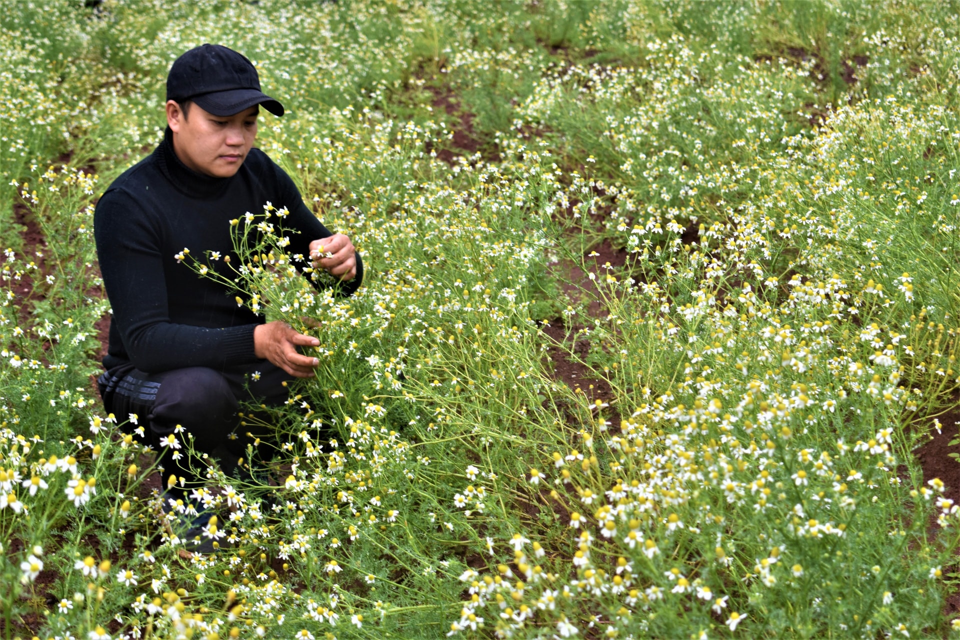 Hoa cúc La Mã tại Pibo Lavender Farm trồng và thu hoạch liên tục trong một năm
