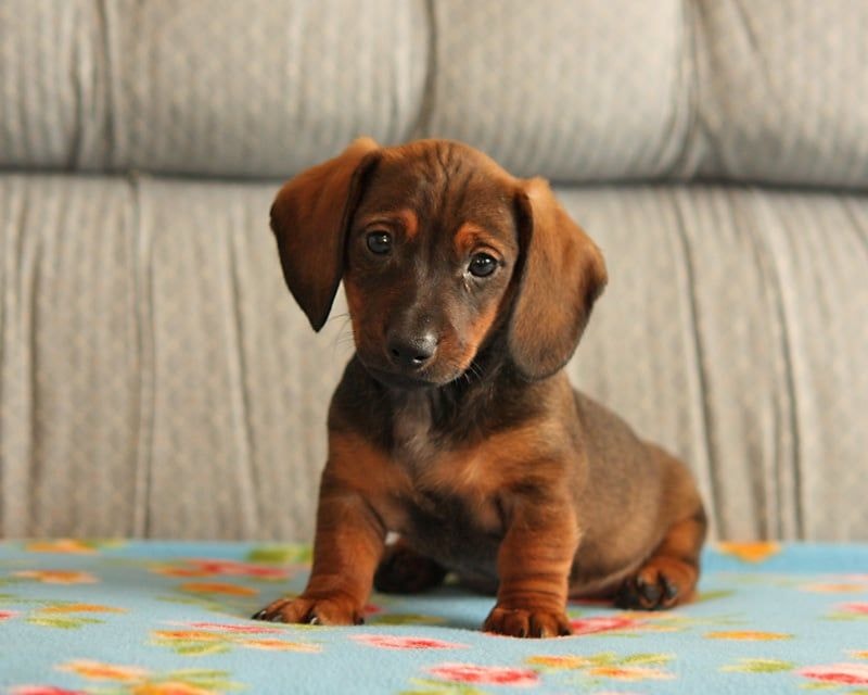 40 Cute Wiener Dogs That Will Make You Dachshund Down To The Pound To Get Your Own Wiener Dog, Dachshund Pets, Cute Dog Photos | vlr.eng.br