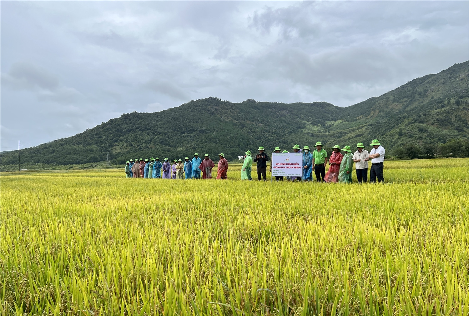 Huyện Chư Păh tổ chức tổ sản xuất trình diễn giống lúa TBR97 và BC15 tại 2 cánh đồng Ngô Sơn và làng Kó (xã Chư Đăng Ya)
