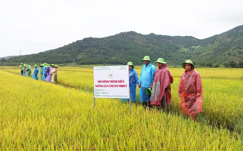 Nông dân xã Chư Đang Ya (huyện Chư Păh) tham quan mô hình trình diễn giống lúa TBR97. Ảnh: N.D