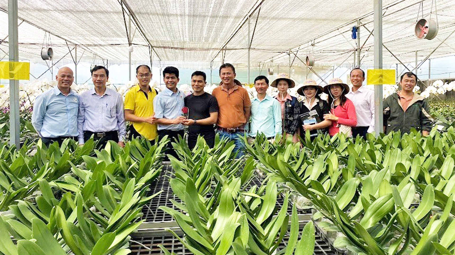 Thương hiệu lan hồ điệp Luxfarm đã và đang được thị trường đặt hàng mua với giá khá cao hàng năm