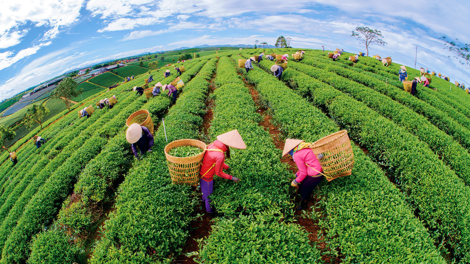 Thu hoạch chè. Ảnh: Khánh Phúc