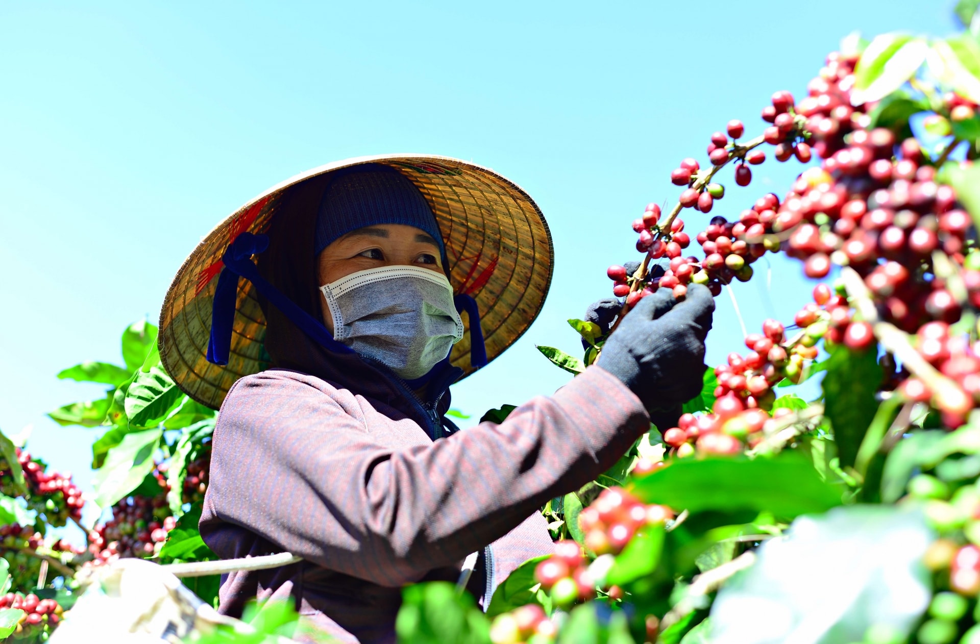 Tới ngày 5/1, nông dân Lâm Đồng đã thu hoạch được 523.930 tấn cà phê, đạt 96,1% kế hoạch