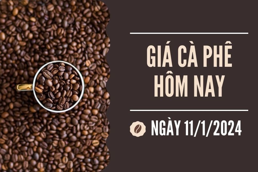 Giá cà phê hôm nay 11/1/2024: Vượt mốc 70.000 đồng/kg, giá nội địa lập kỷ lục mới