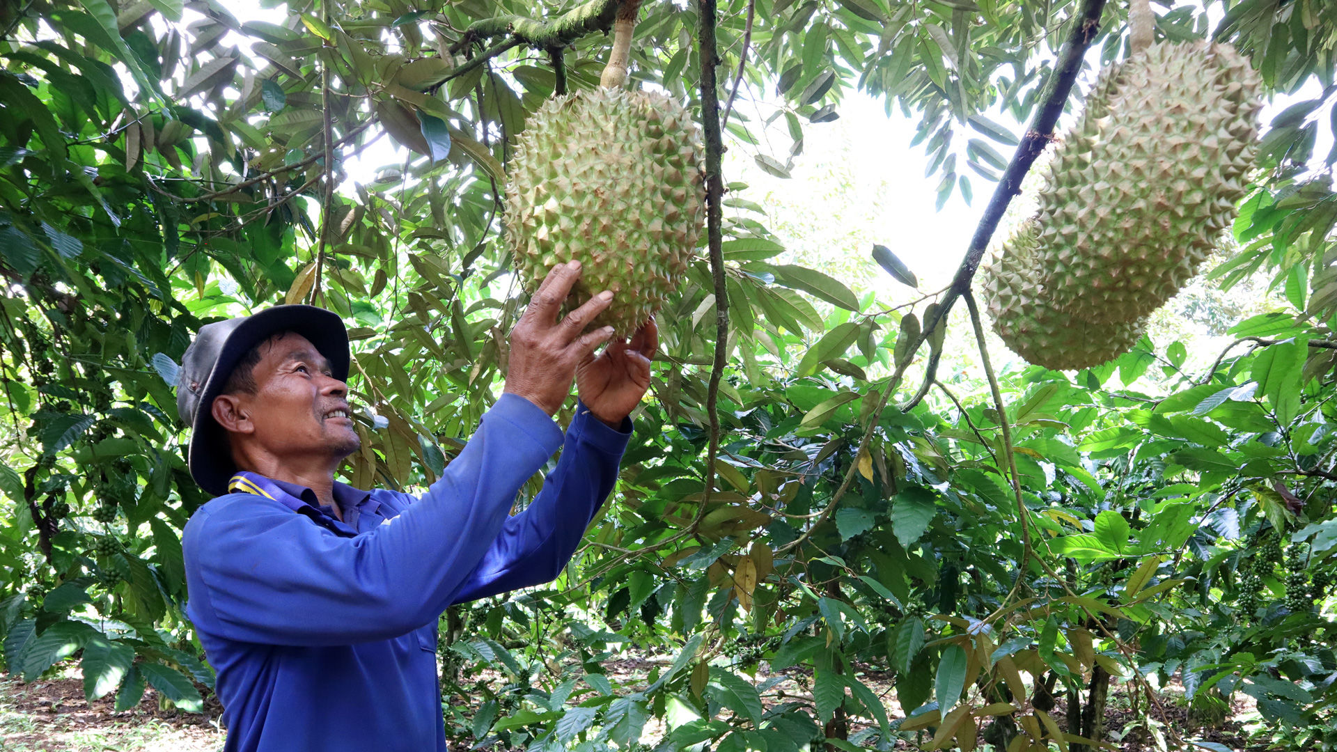 Các mô hình nông dân làm kinh tế giỏi ngày càng xuất hiện nhiều trong đồng bào DTTS xã Đinh Trang Hòa