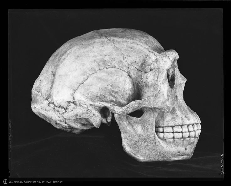 Sinanthropus pekinensis - Hominides