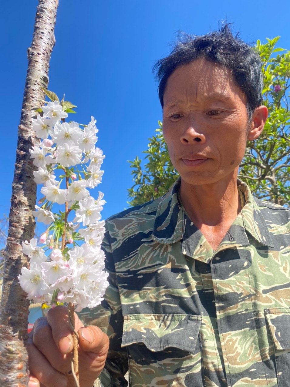 Sau mười năm nghiên cứu, Vườn đào Toàn ở xã Hiệp An, Đức Trọng dự kiến sản xuất 500 cây anh đào Nhật bản ghép cung cấp thu nhu cầu khách hàng trong năm 2024
