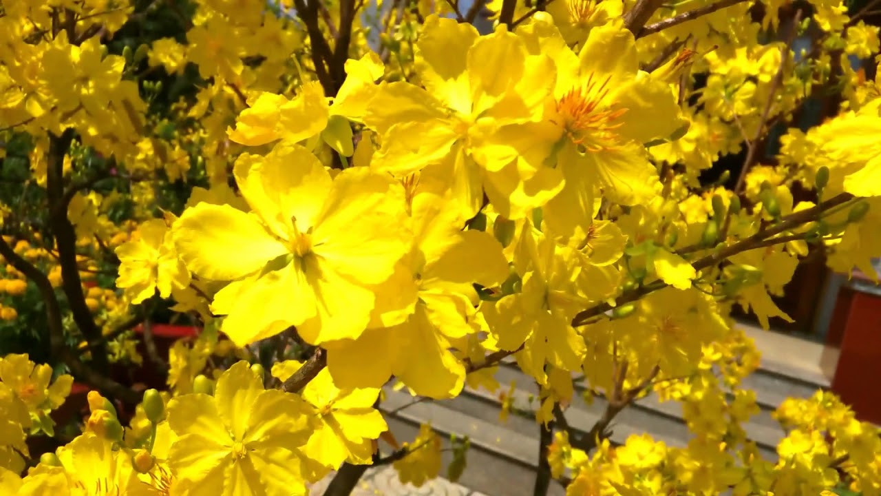 Hoa Mai Vàng | Yellow Apricot Blossom | Video Background HD 🌼 - YouTube