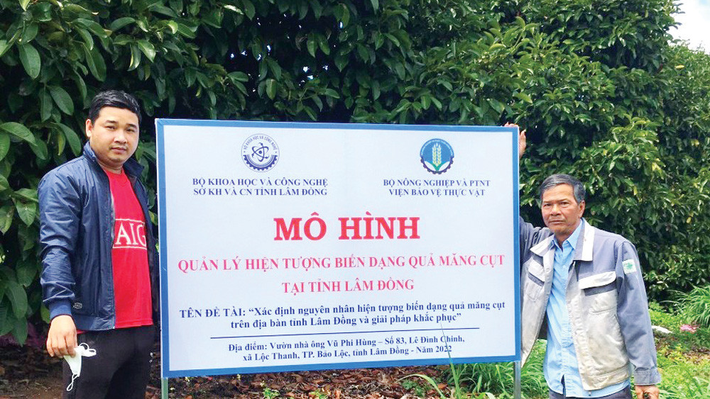Mô hình sản xuất măng cụt của gia đình ông Vũ Phi Hùng (xã Lộc Thanh, TP Bảo Lộc) được chọn làm đề tài “Quản lý hiện tượng biến dạng quả măng cụt tại tỉnh Lâm Đồng”