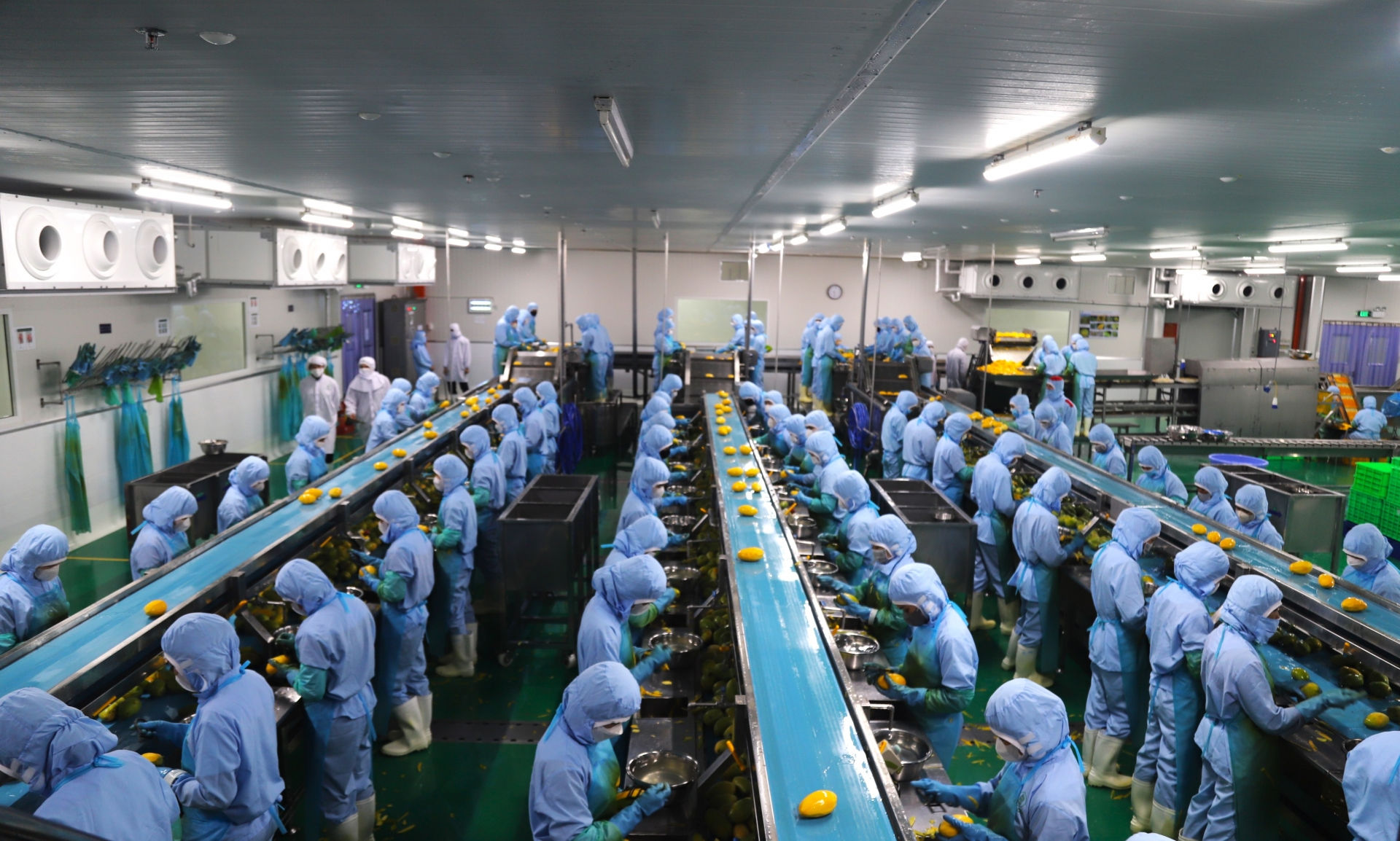 Hoạt động sản xuất tạo khí thế rộn ràng, phấn khởi tại Công ty BLao Food trong ngày đầu xuân năm mới Giáp Thìn 2024