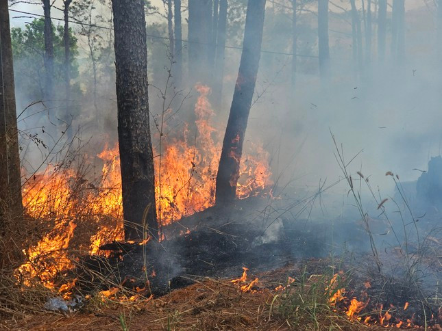 Lửa cháy đỏ rực ở rừng thông ở Đắk Nông ảnh 1