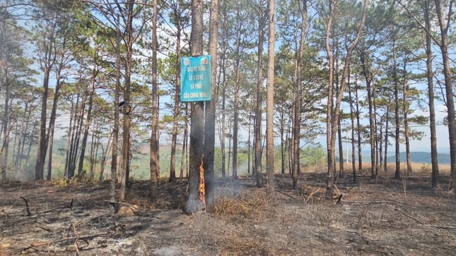 Lửa cháy đỏ rực ở rừng thông ở Đắk Nông ảnh 2