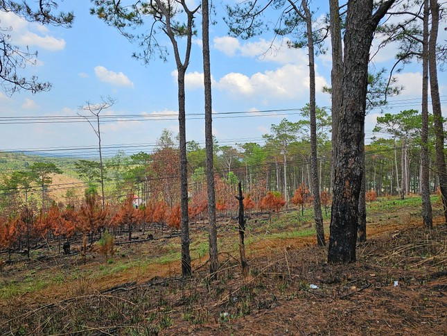 Lửa cháy đỏ rực ở rừng thông ở Đắk Nông ảnh 4