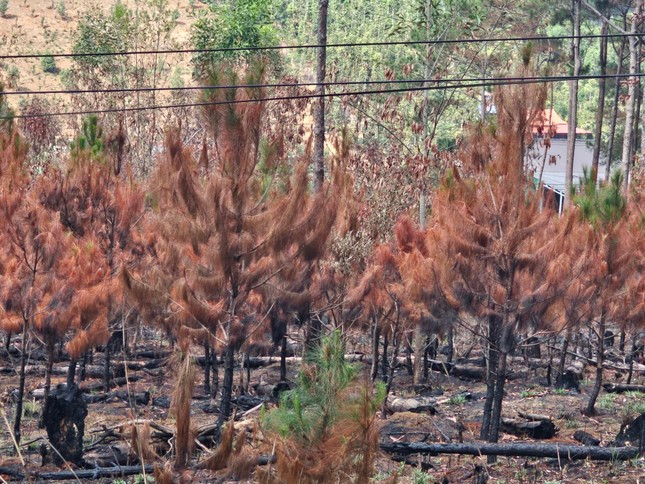 Lửa cháy đỏ rực ở rừng thông ở Đắk Nông ảnh 5