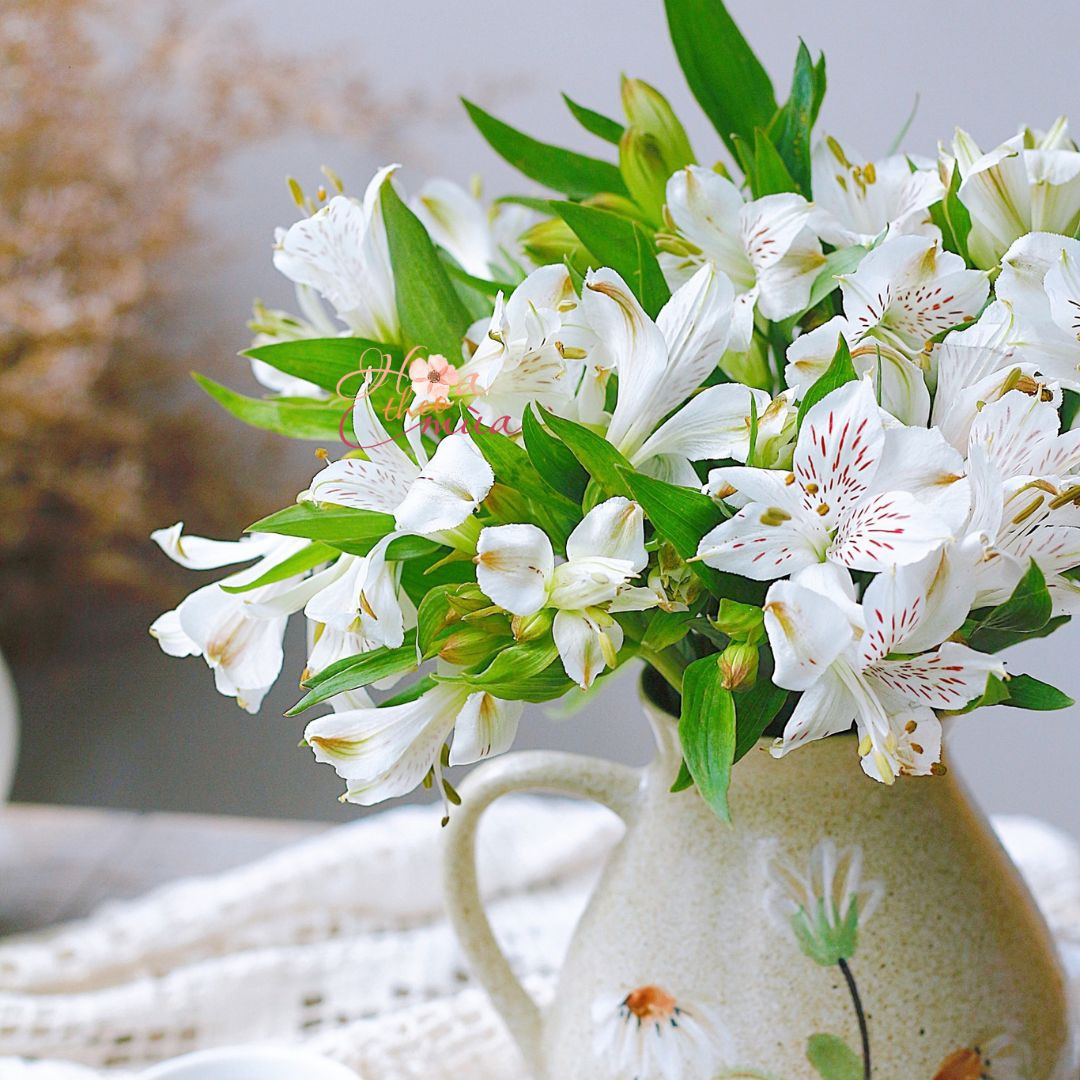 Hoa Thủy tiên trắng - Hoa Theo Mùa