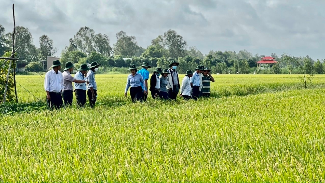 Phân bón Con Voi Bình Dương: Hỗ trợ nông dân giảm chi phí sản xuất, tăng lợi nhuận - Báo Bình Dương Online