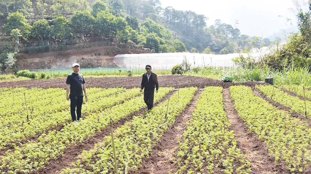 Sản xuất hữu cơ đã và đang mở rộng trên các vùng nông nghiệp Đà Lạt