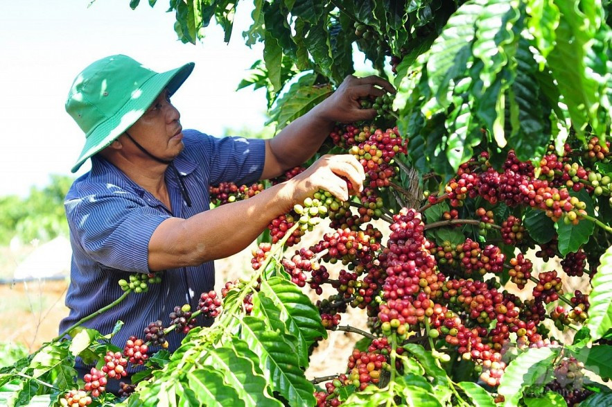 Ngày 15/3: Giá cà phê trong nước quay đầu tăng, hồ tiêu giảm tại một vài tỉnh trọng điểm