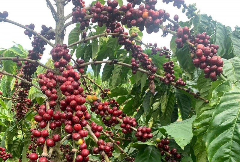 Giá cà phê Việt Nam sẽ tăng cao ít nhất đến tháng 4/2024 | Cuộc sống kinh doanh