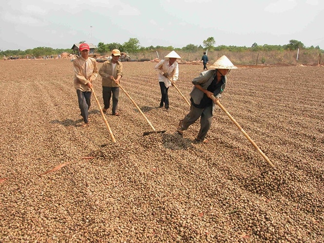 Giá hạt điều giảm mạnh