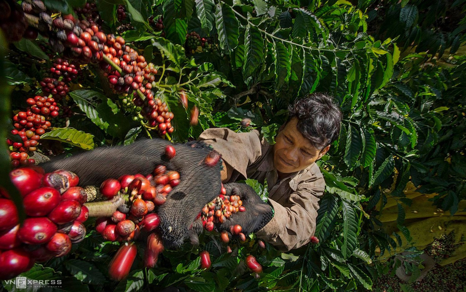 Doanh nghiệp xuất khẩu chịu lỗ khi giá cà phê tăng vọt - VnExpress Kinh doanh