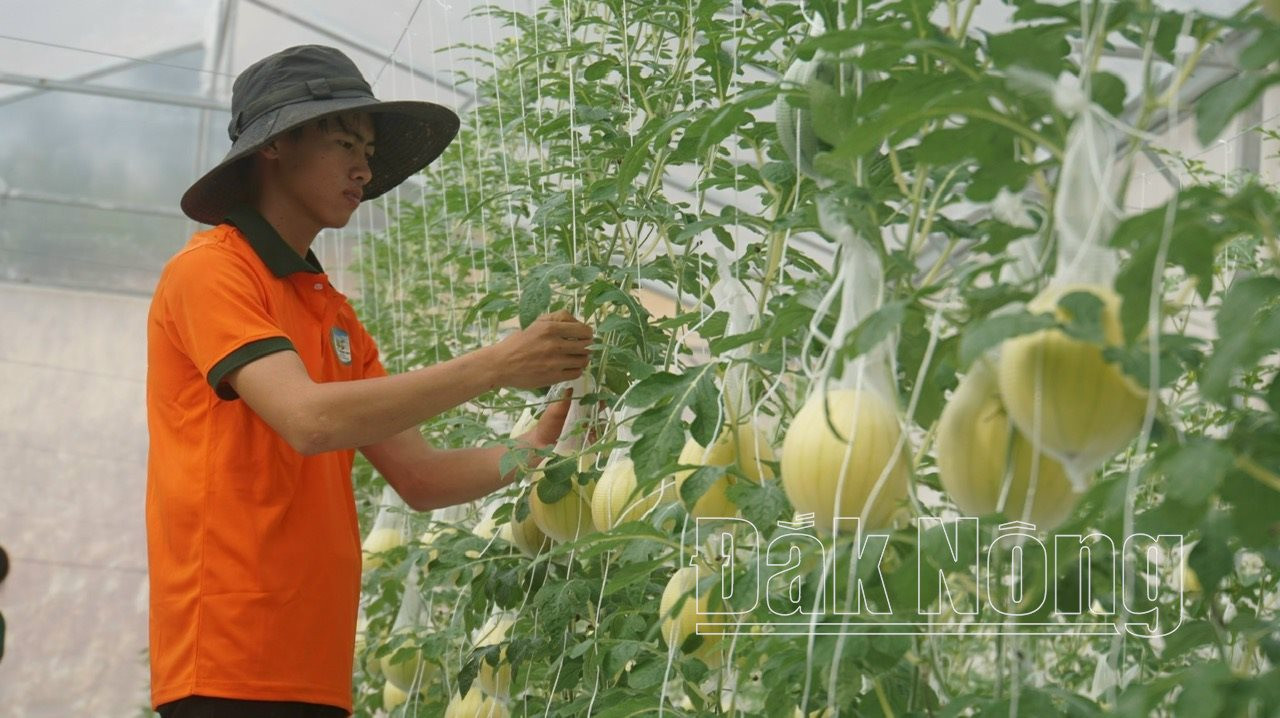 Đến năm 2025, Đắk Nông sẽ cần khoảng 60.000 lao động thường niên làm việc trong lĩnh vực nông nghiệp