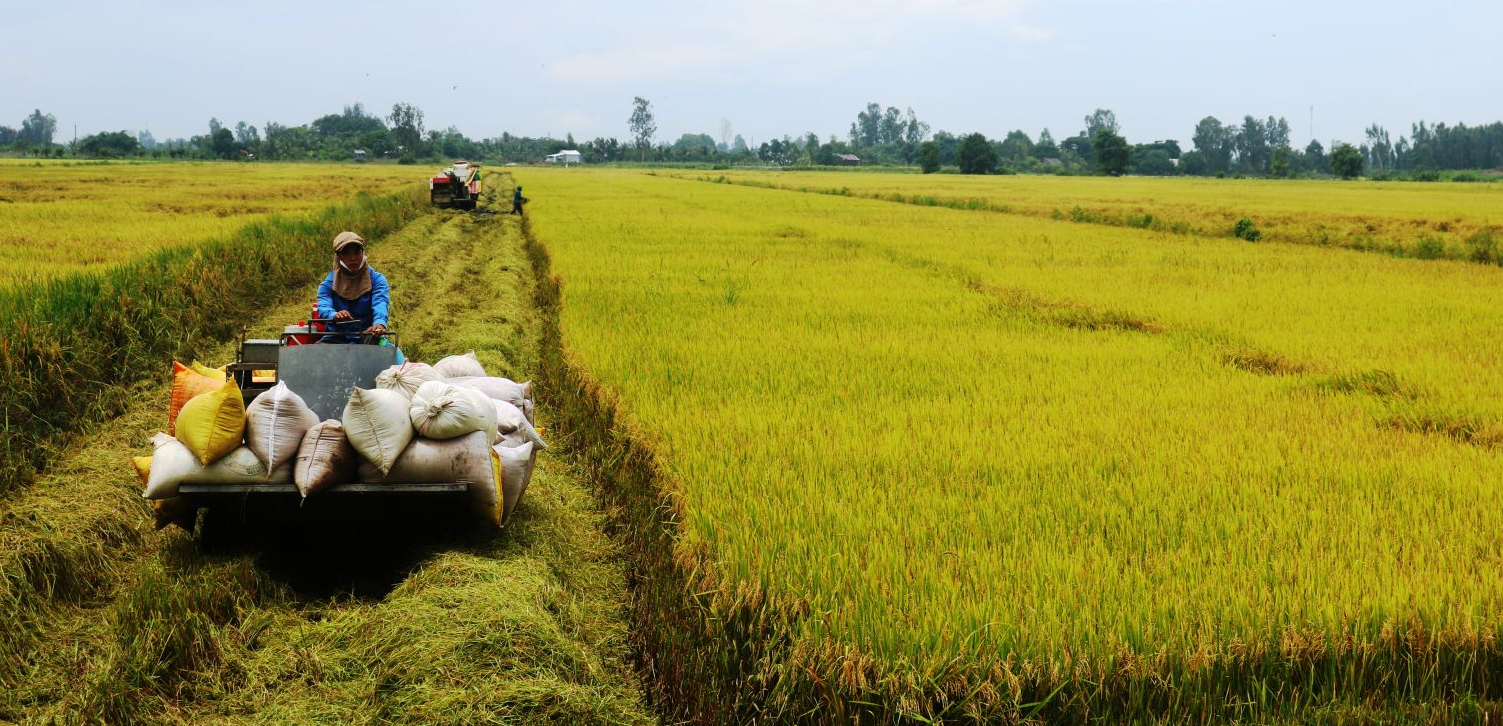 Giá nông sản hôm nay 3/10: Nguồn cung giảm, giá lúa gạo neo ở mức cao