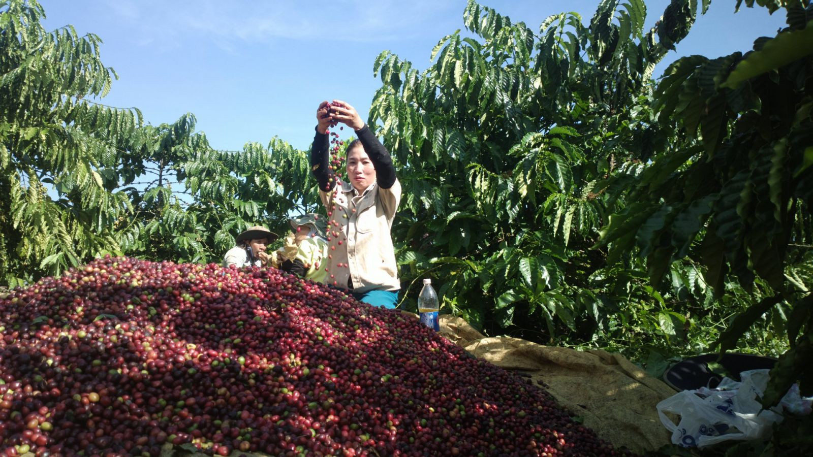 Giá nông sản ngày 16/6/2023: Cà phê tiếp tục tăng mạnh, hồ tiêu đạt