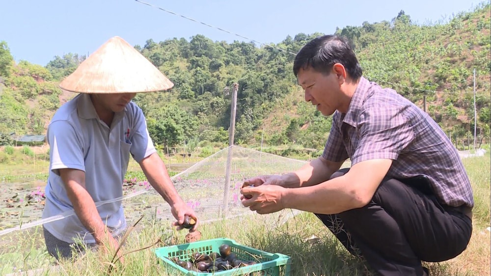 Nuôi ốc bươu đen tại gia đình anh Đinh Văn Cường, xã Gia Viễn, huyện Cát Tiên