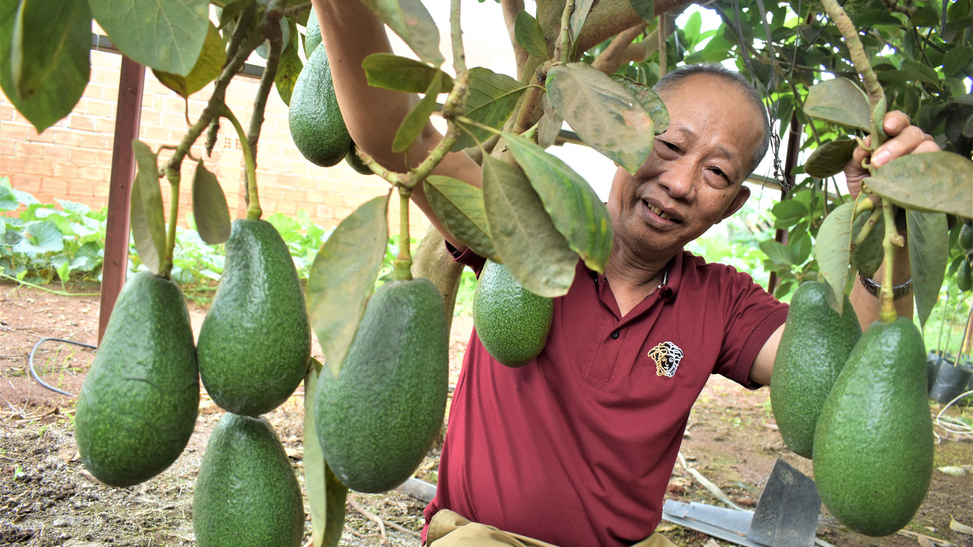 Giống cây “Bơ Ông Tĩnh” đặc ruột, thơm ngon, sản xuất tại thị trấn Liên Nghĩa, huyện Đức Trọng đã được Cục Sở hữu trí tuệ cấp Chứng nhận nhãn hiệu độc quyền