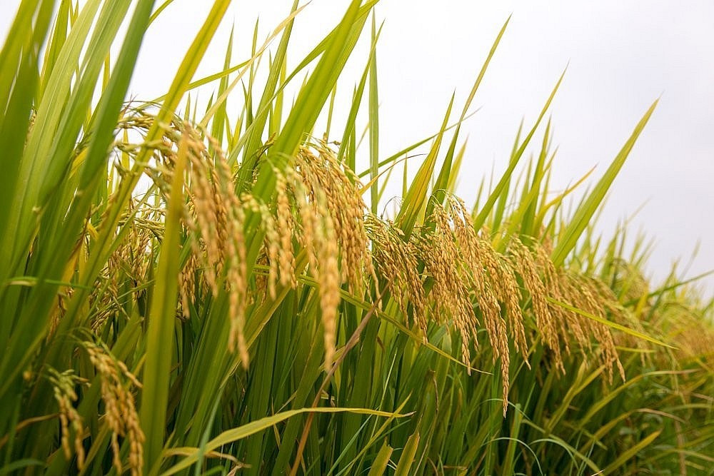 Giá lúa gạo hôm nay ngày 1/3: Giao dịch lúa mới nhiều, thị trường sôi động - Hiệp hội Lương thực Việt Nam