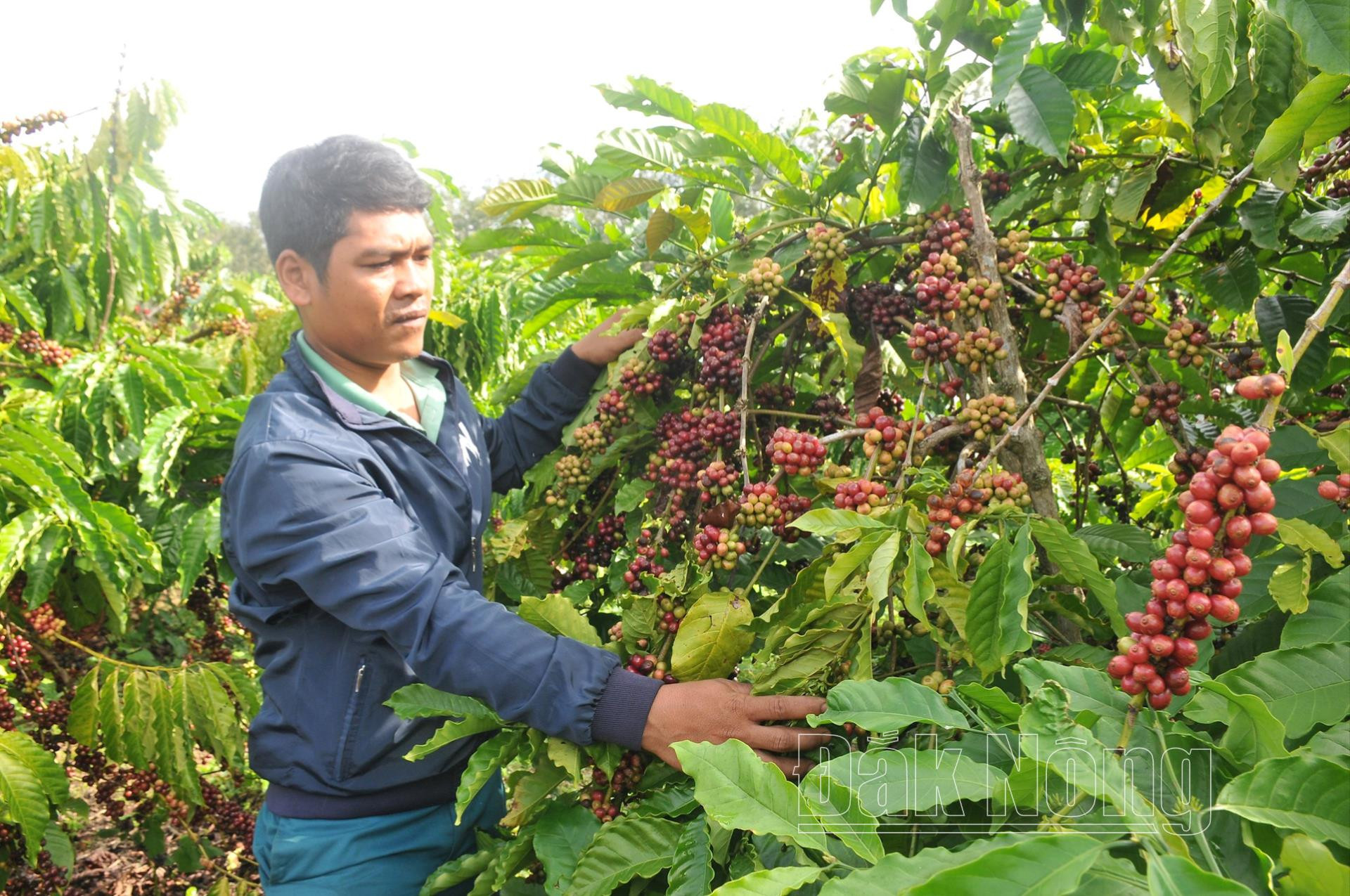 Năng suất, chất lượng cà phê của gia đình ông Y Thuân ở bon Ja Rah, xã Nâm Nung (Krông Nô) được nâng cao nhờ tham gia chương trình sản xuất cà phê hữu cơ, bền vững