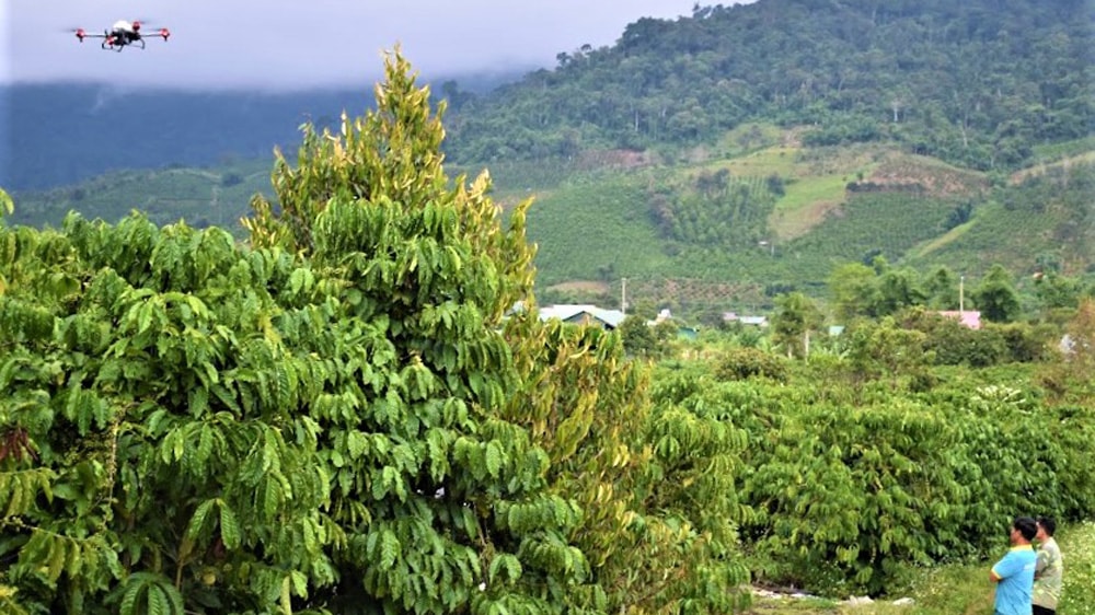 Máy bay không người lái bơm phun chế phẩm sinh học phòng trừ sâu bệnh hại cây cà phê tại huyện Đam Rông