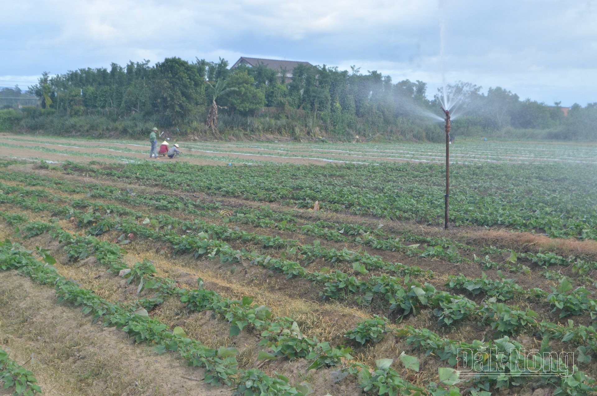 Tỉnh Đắk Nông khuyến khích người dân nhân rộng các mô hình tưới nước tiết kiệm để chống hạn trong mùa khô.