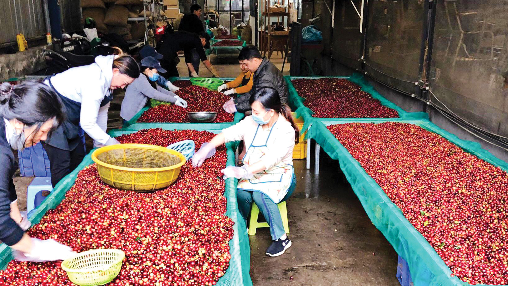 Giá cà phê cao kỷ lục, nông dân không còn hàng để bán - Báo Lâm Đồng điện tử