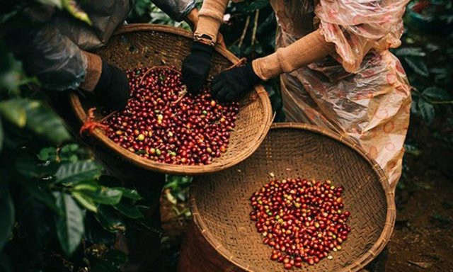 Giá cà phê trong nước tăng “phi mã”: Những con số và dự báo